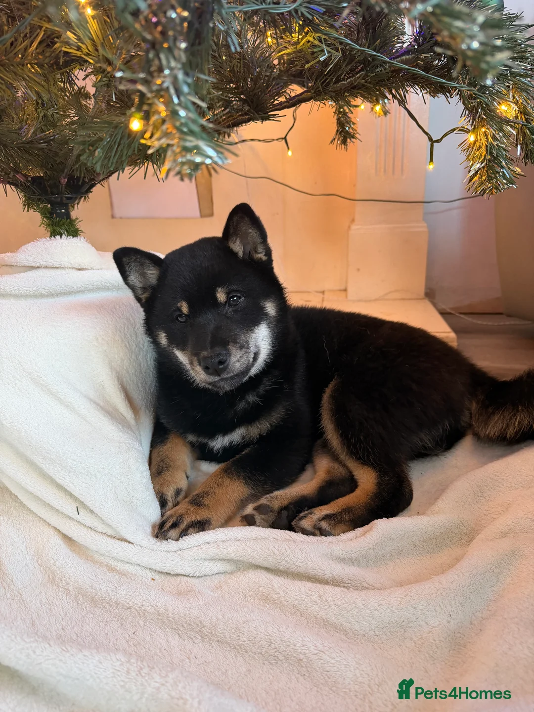 Japanese Shiba Inu dogs for sale: Japanese Shiba Inu  - Advert 3