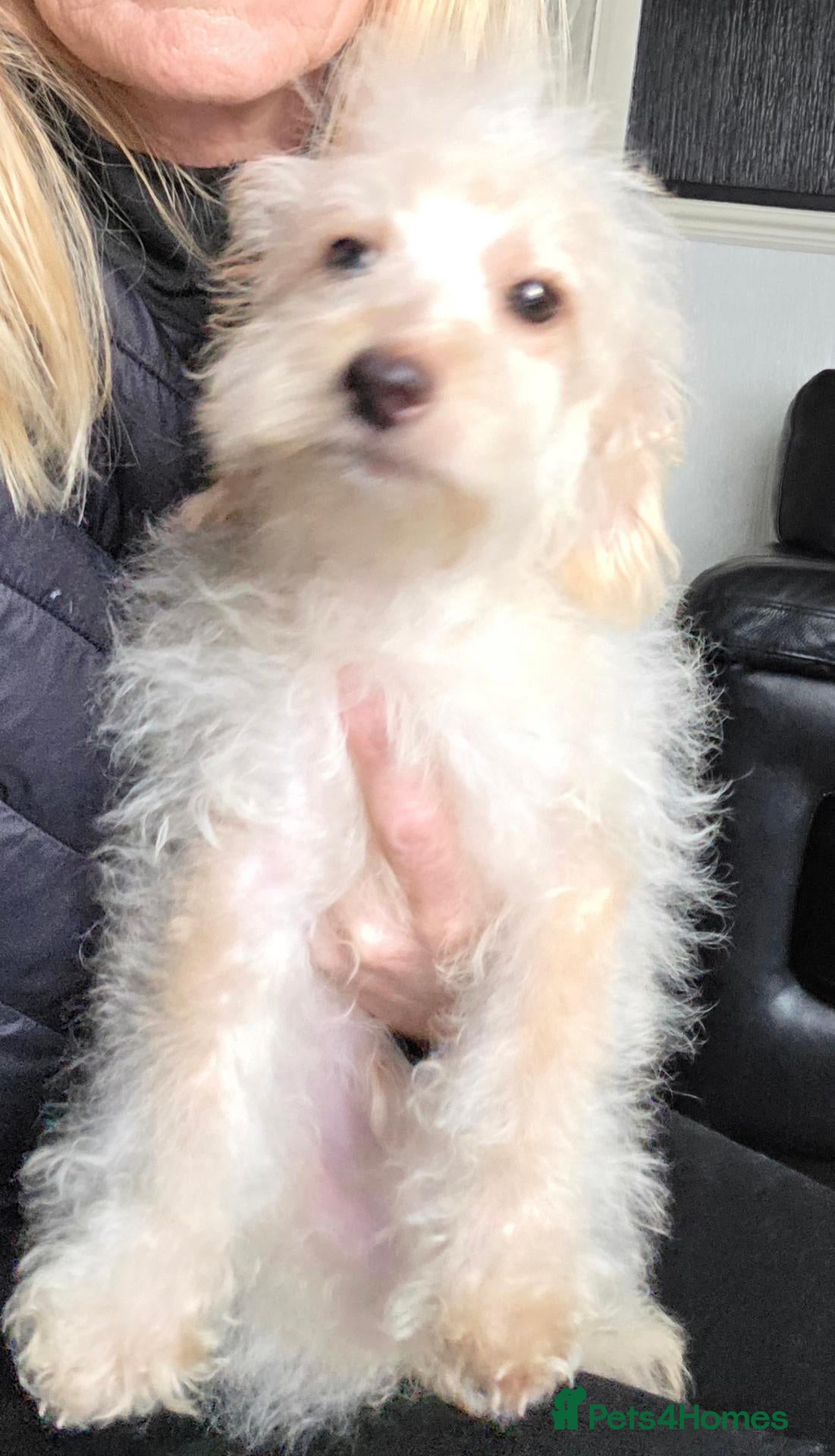 Jackapoo dogs Toy poodle 3/4 puppies  - Advert 8