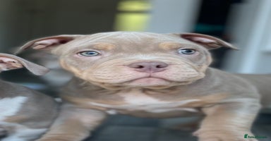 American Bully dogs - Advert 5