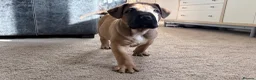 Boerboel dogs for sale: STUNNING NABBR REGISTERED GIRLS.  - Advert 10