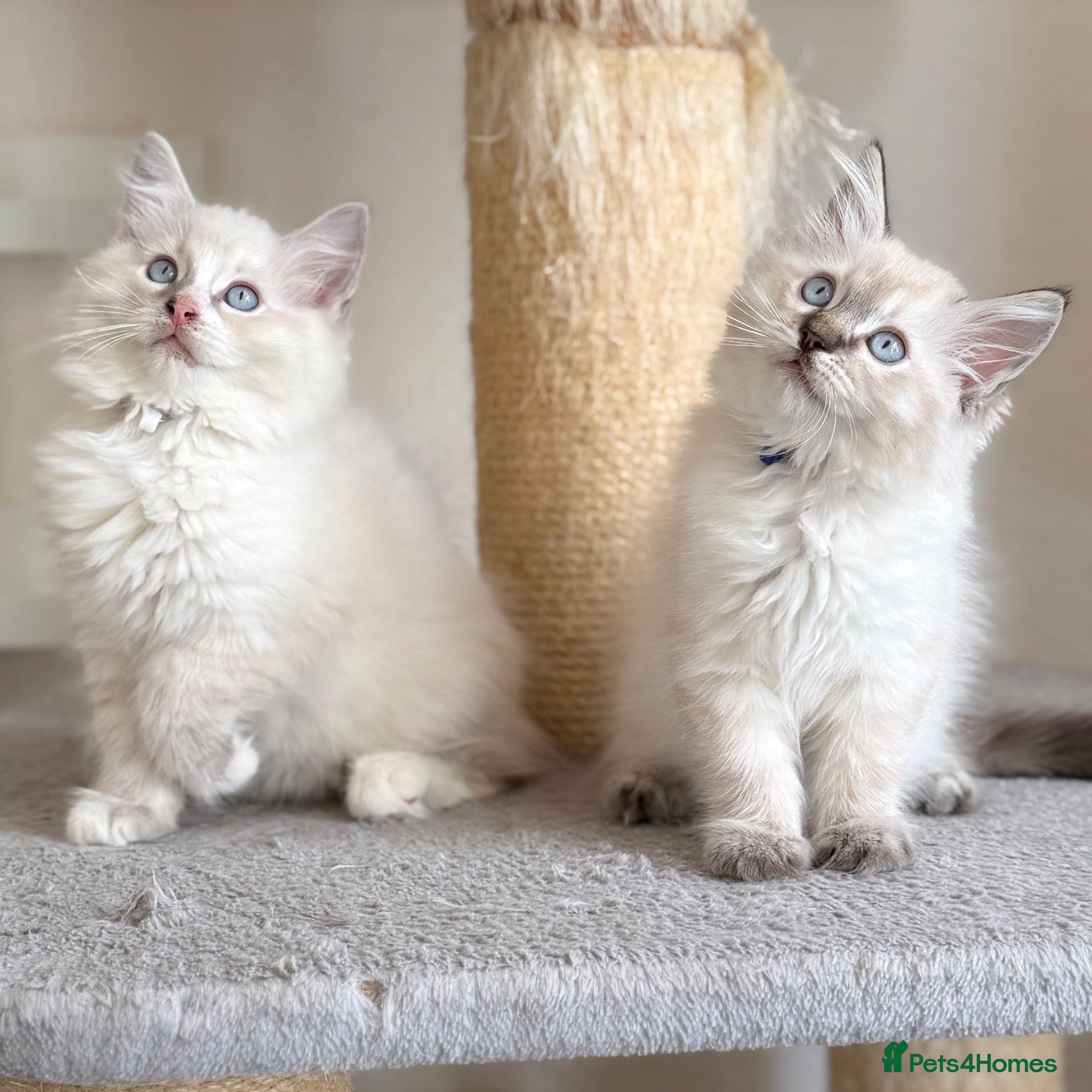 Ragdoll cats Last Boy Left - TICA Registered - Cuddly, Gentle - Advert 2
