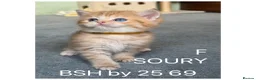 British Shorthair cats for sale: British sh odd/blue eyed adorable kittens GCCF  - Advert 7