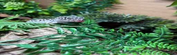 Leopard Gecko reptiles for sale: Mack snow leopard gecko  - Advert 4