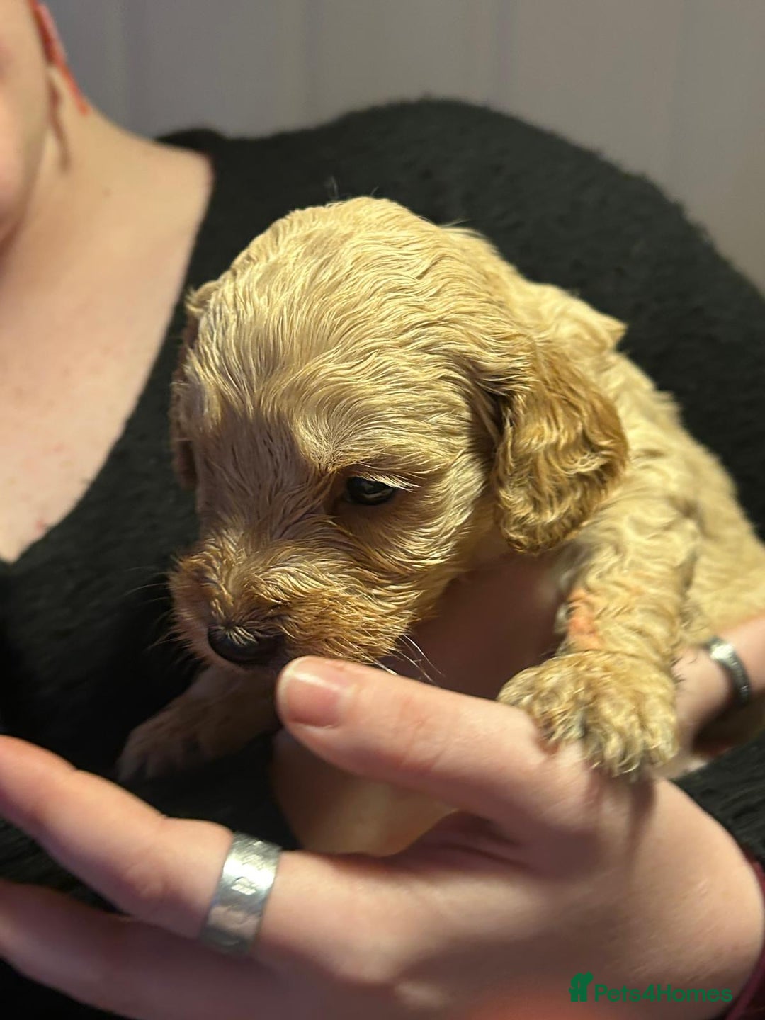Cockapoo dogs for sale: 8 gorgeous F1 Cockapoos - Advert 30