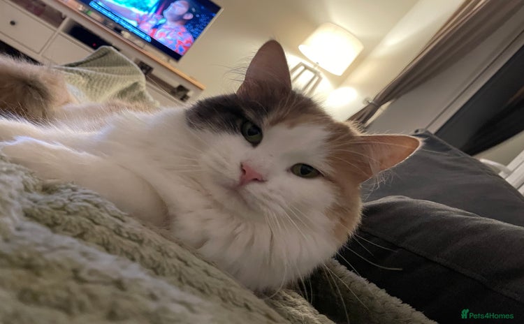 Mixed Breed cats Beautiful girl looking for a new home - Advert 1