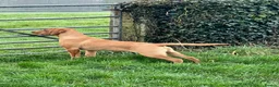 Labrador Retriever dogs for stud: ‘Bear’ Fox Red for stud.  - Advert 5