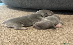 French Bulldog dogs for sale: French bulldog bitches  - Advert 6