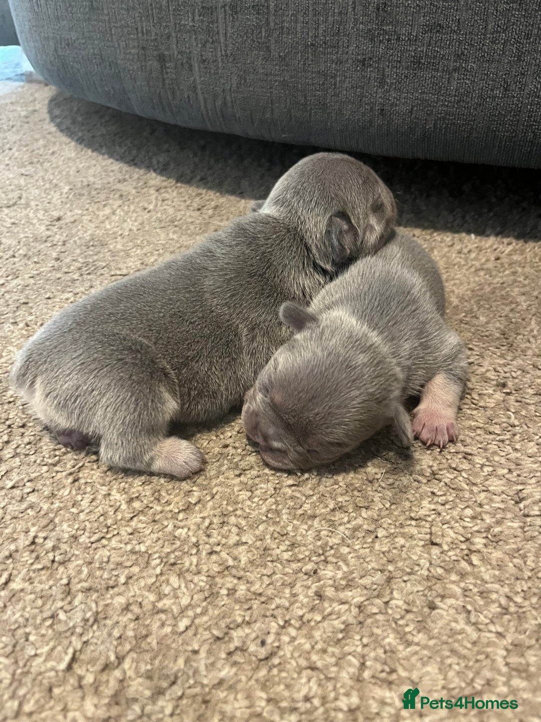 French Bulldog dogs for sale: French bulldog bitches  - Advert 6