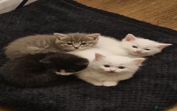 Domestic Shorthair cats for sale: Kittens for sale  - Image 1
