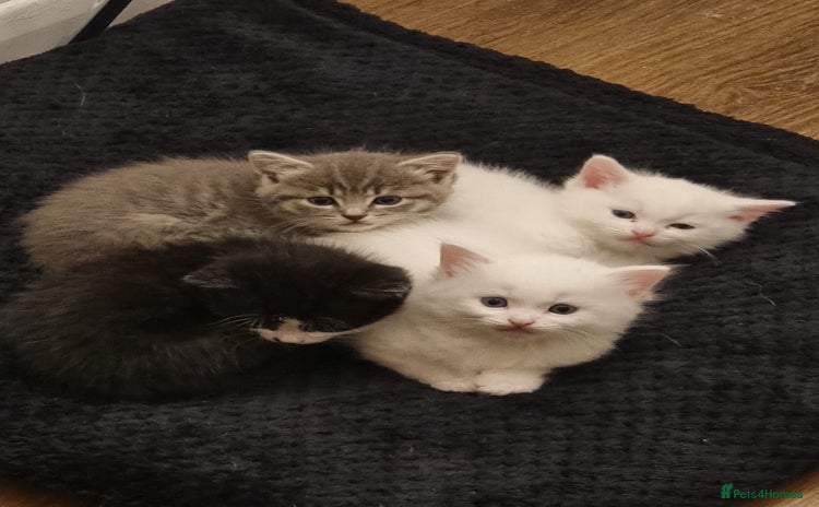 Domestic Shorthair cats - Advert 1