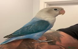 Lovebirds birds for sale: Lovebird, cages, birdstand and food for sale  - Image 2
