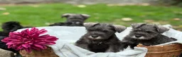 Miniature Schnauzer dogs for sale: Gorgeous kc reg miniature schnauzers ready now  - Advert 9