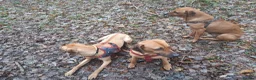 Rhodesian Ridgeback dogs for sale: 🦁RHODESIAN RIDGEBACKS PUPPIES🦁  - Advert 14