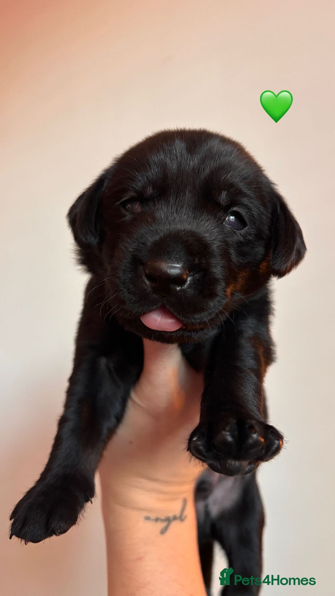 Labrador Retriever dogs for sale: Beautiful KC Labs / DRAKESHEAD - 1 BOY LEFT! - Advert 15
