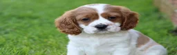 Mixed Breed dogs for sale: Playful Pugalier puppies for sale!  - Advert 14