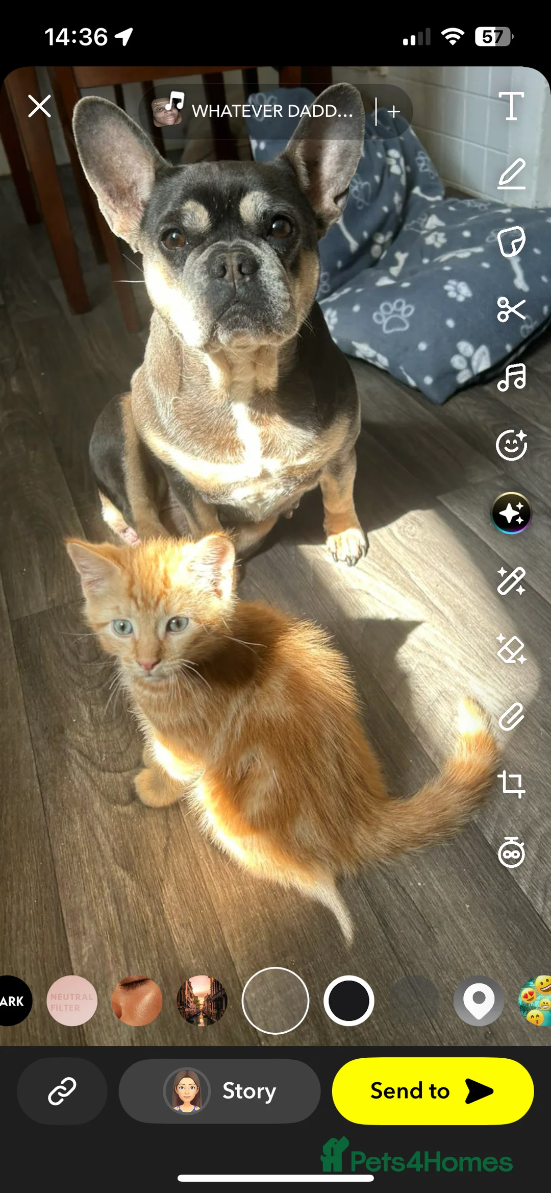 French Bulldog dogs for sale: Coco  - Advert 3