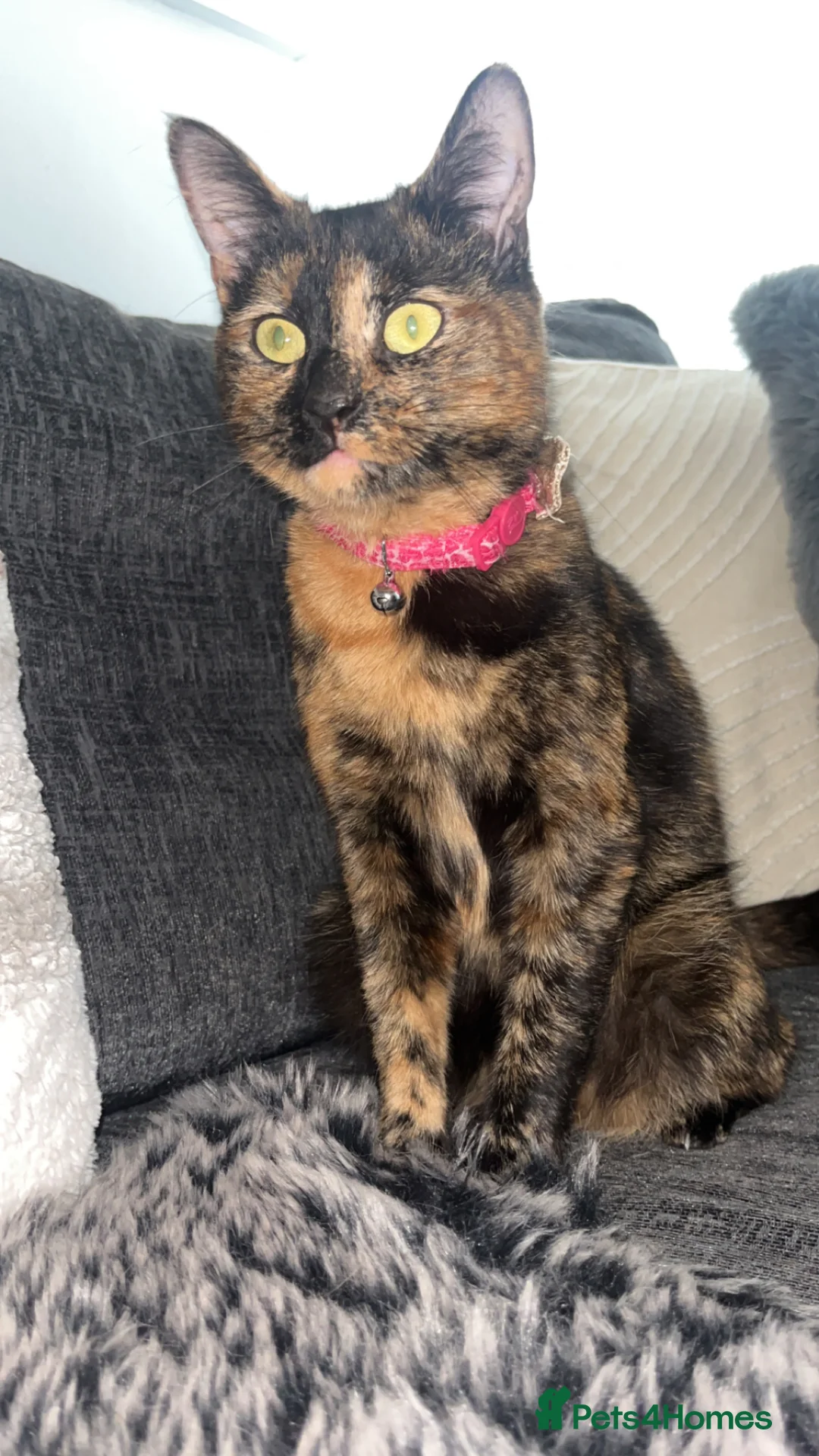 Mixed Breed cats for sale: 4 beautiful kittens  - Advert 18