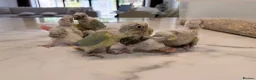 Conures birds for sale: Handreared Tame Conure Chicks Mooncheek rose crown - Advert 2