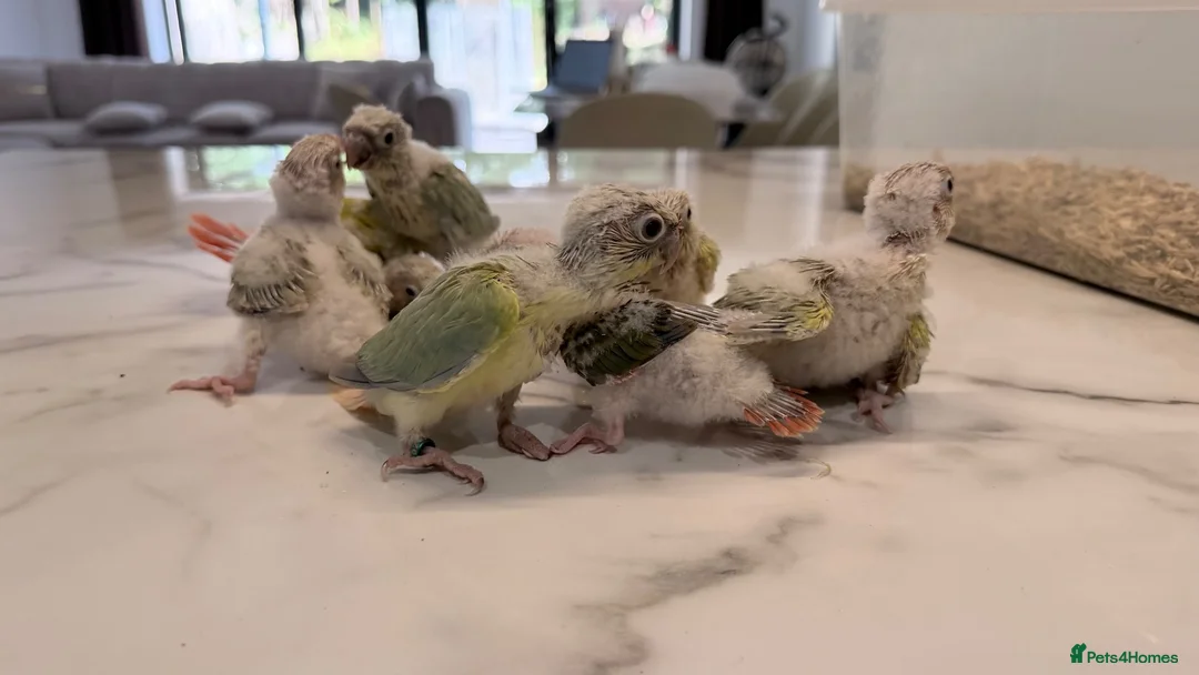 Conures birds for sale: Handreared Tame Conure Chicks Mooncheek rose crown - Advert 2