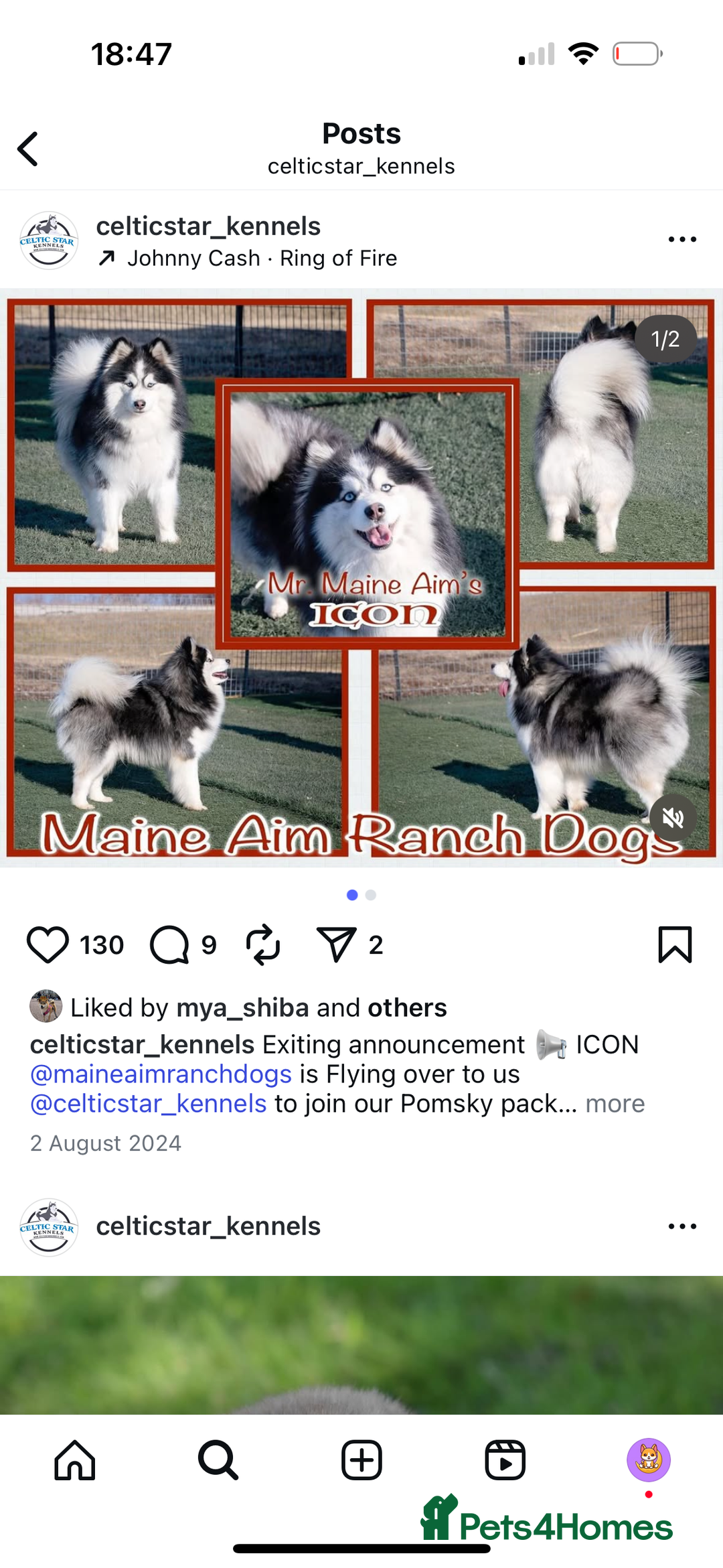 Pomsky dogs for sale: Champion bloodline f4 pomskys - Image 25