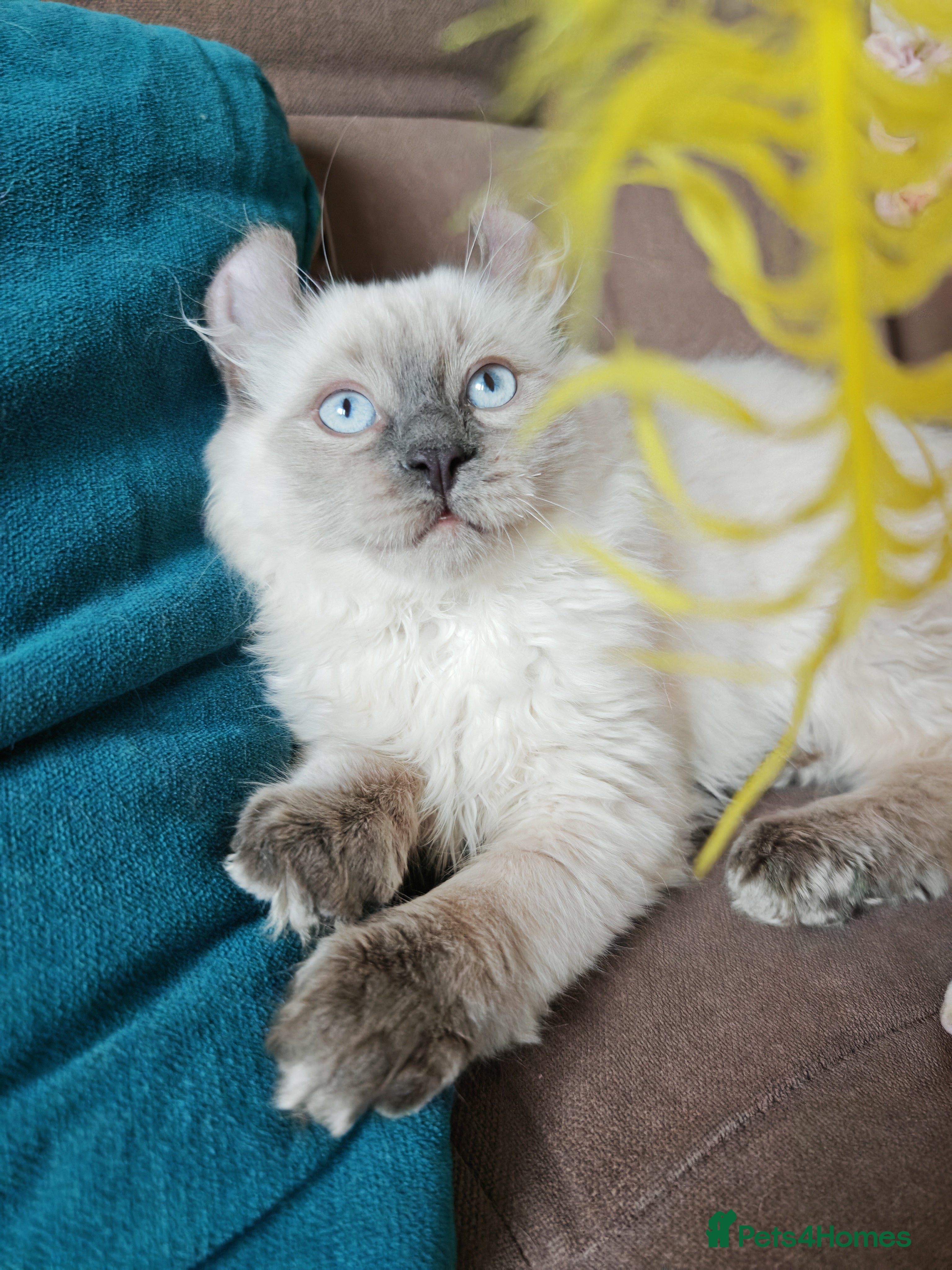 Mixed Breed cats RARE, Unique, Affectionate boys available!  - Advert 10