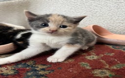 Mixed Breed cats for sale: 6 mixed breed kittens  - Image 8
