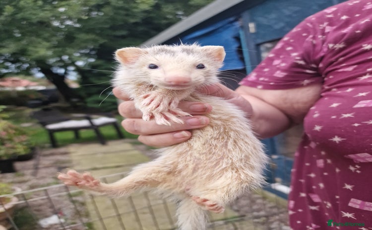 Ferret rodents - Advert 9
