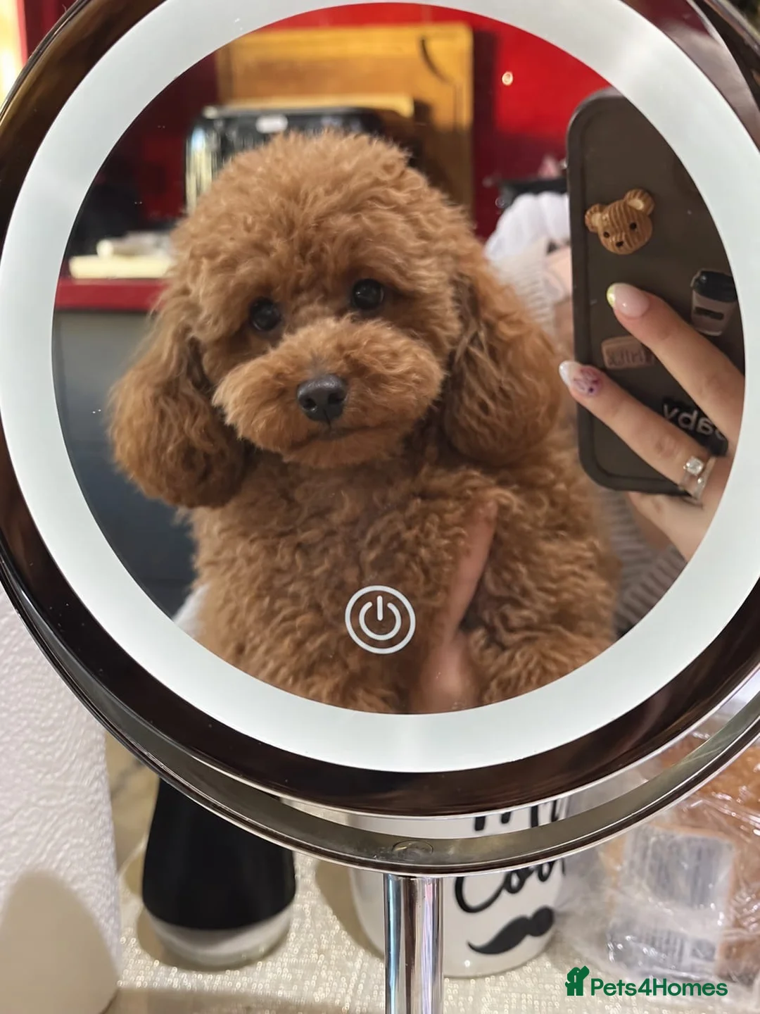 Toy Poodle dogs for sale: Red Male Toy Poodle Puppies  - Advert 1