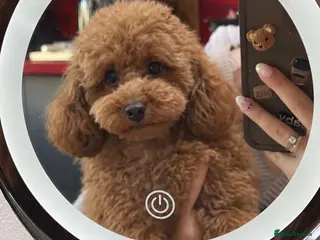 Toy Poodle dogs Red Male Toy Poodle Puppies - Advert 1