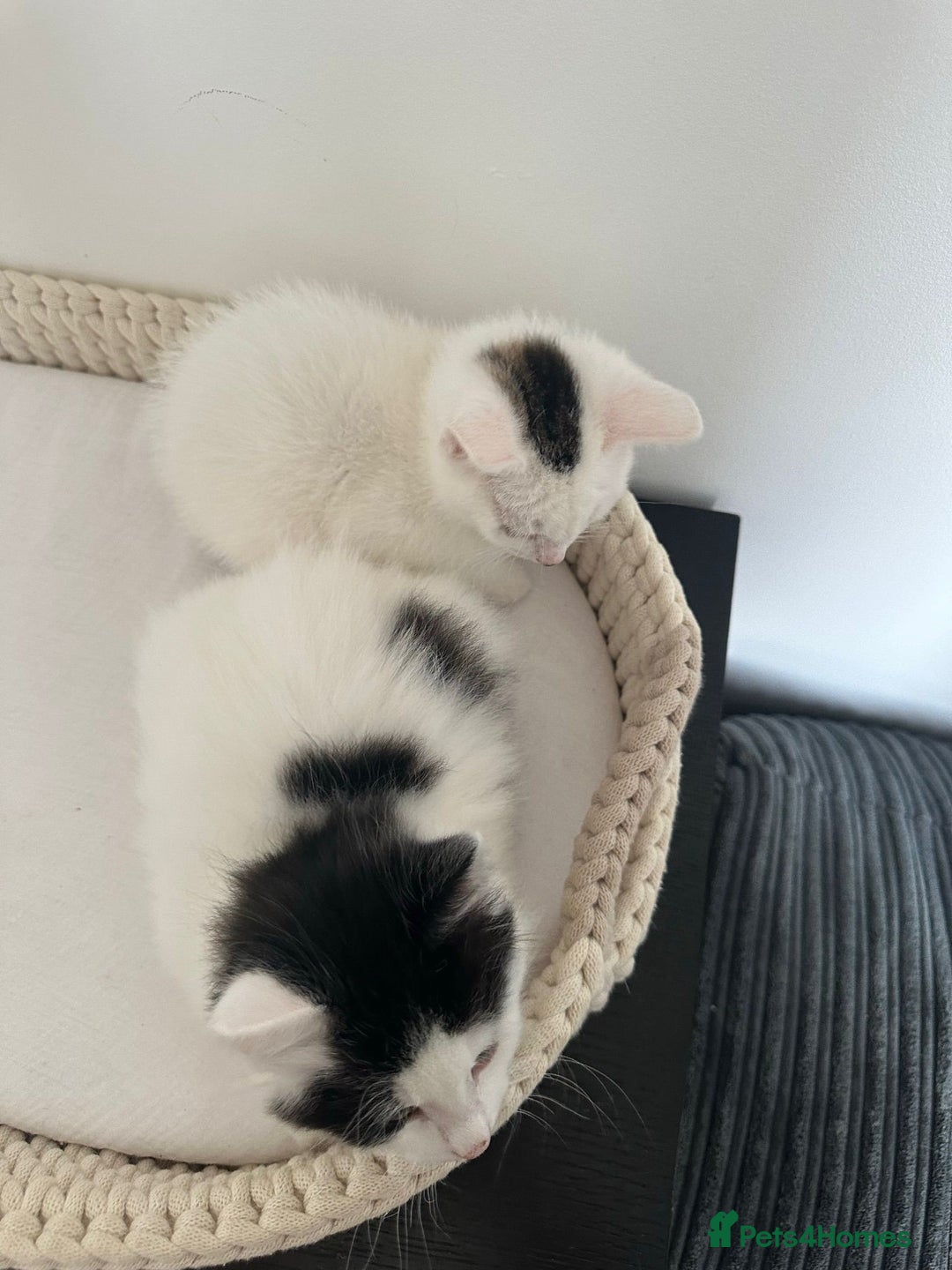 Mixed Breed cats for sale: Part Maine Coon black and white fluffy male cat - Advert 10