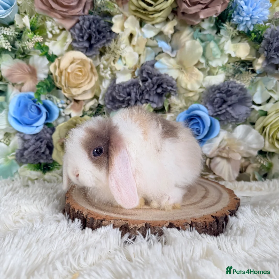 Mini Lop rabbits for sale: Vaccinated Mini Lop Girly ~ Ready Now - Advert 2