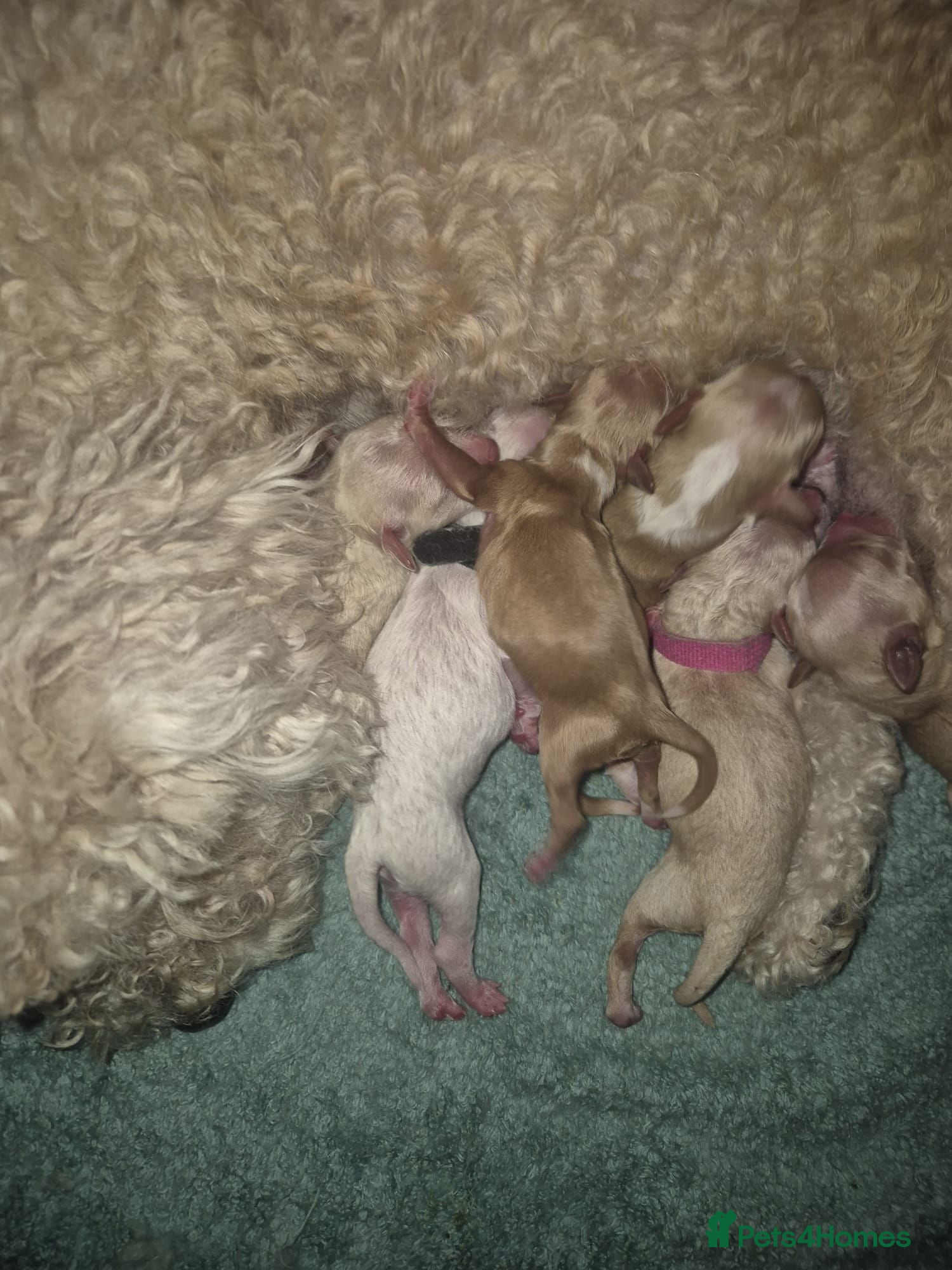 Cavapoochon dogs Cavapoochons - Advert 1