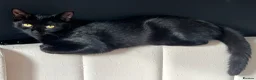 Russian Blue cats for sale: Russian blue mixed breed kittens  in Kings Langley - Advert 8