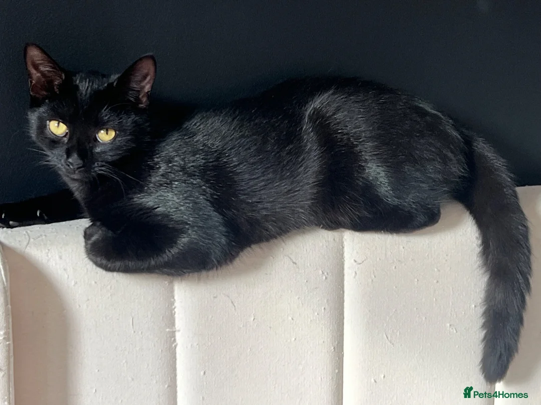 Russian Blue cats for sale: Russian blue mixed breed kittens  in Kings Langley - Advert 8