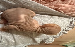 Sphynx cats for sale: Sphynx little naked babies - Image 10