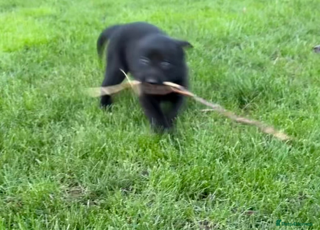 Border Collie dogs for sale: Fabulous Border Collie x Labrador Puppies - Advert 3