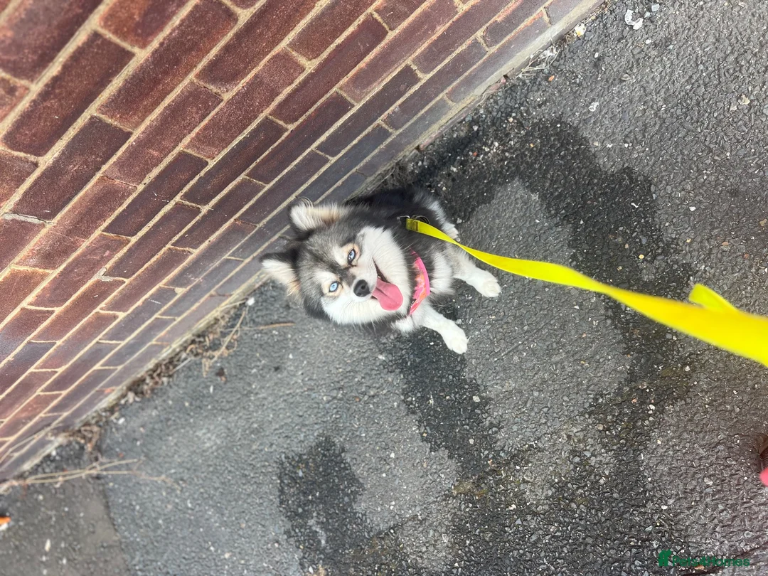 Pomsky dogs for sale: Adult Pomskies  - Advert 4