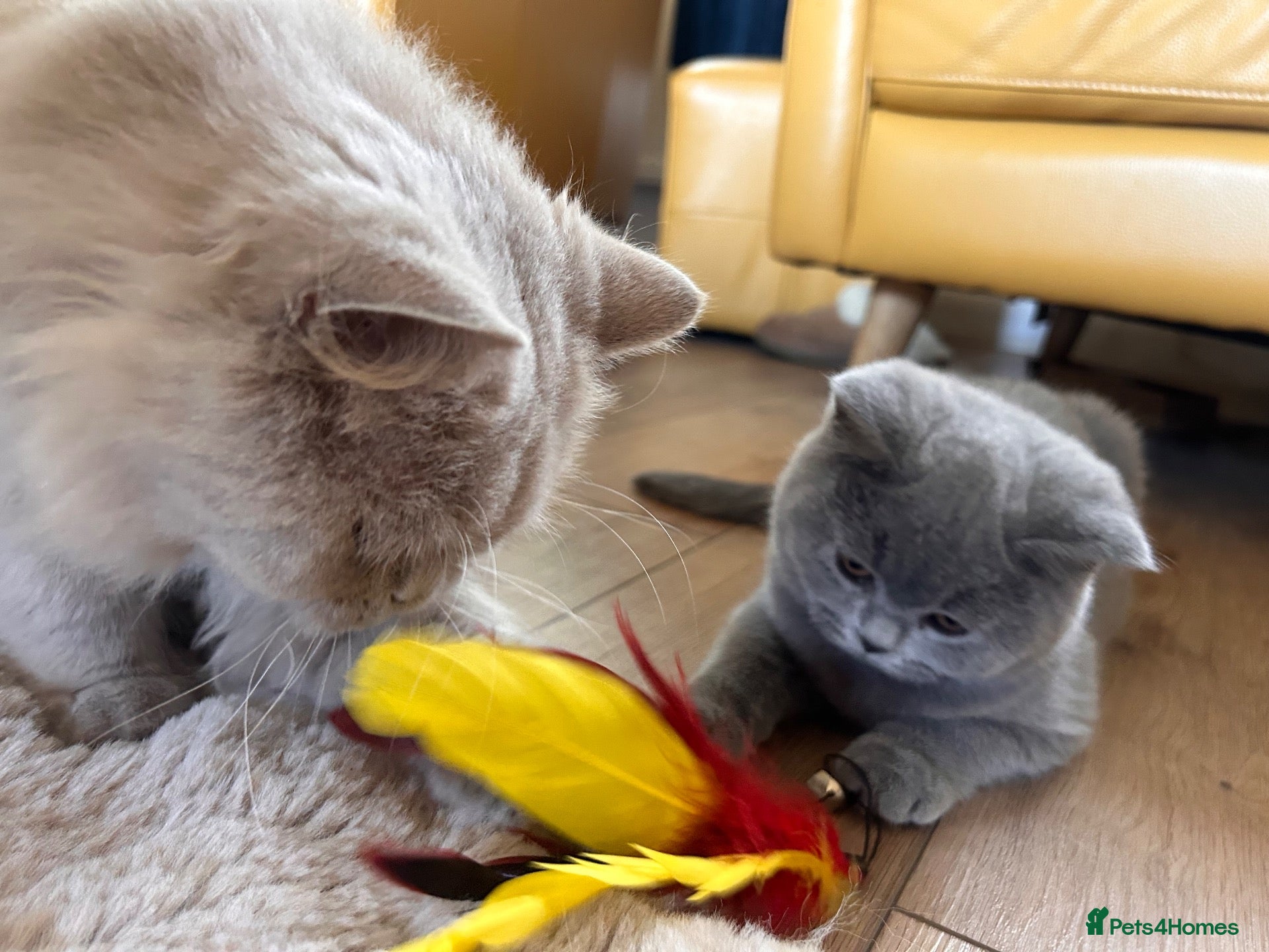 British Shorthair cats Tica Registered British Shorthair Kittens - Advert 1