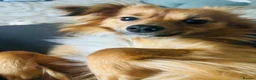 Pomchi dogs for sale: Beautiful pomchi in Clitheroe - Advert 1
