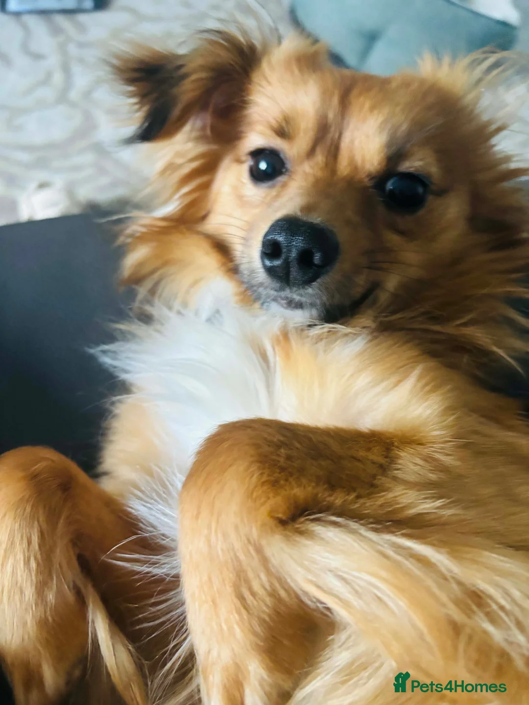 Pomchi dogs for sale: Beautiful pomchi in Clitheroe - Advert 1