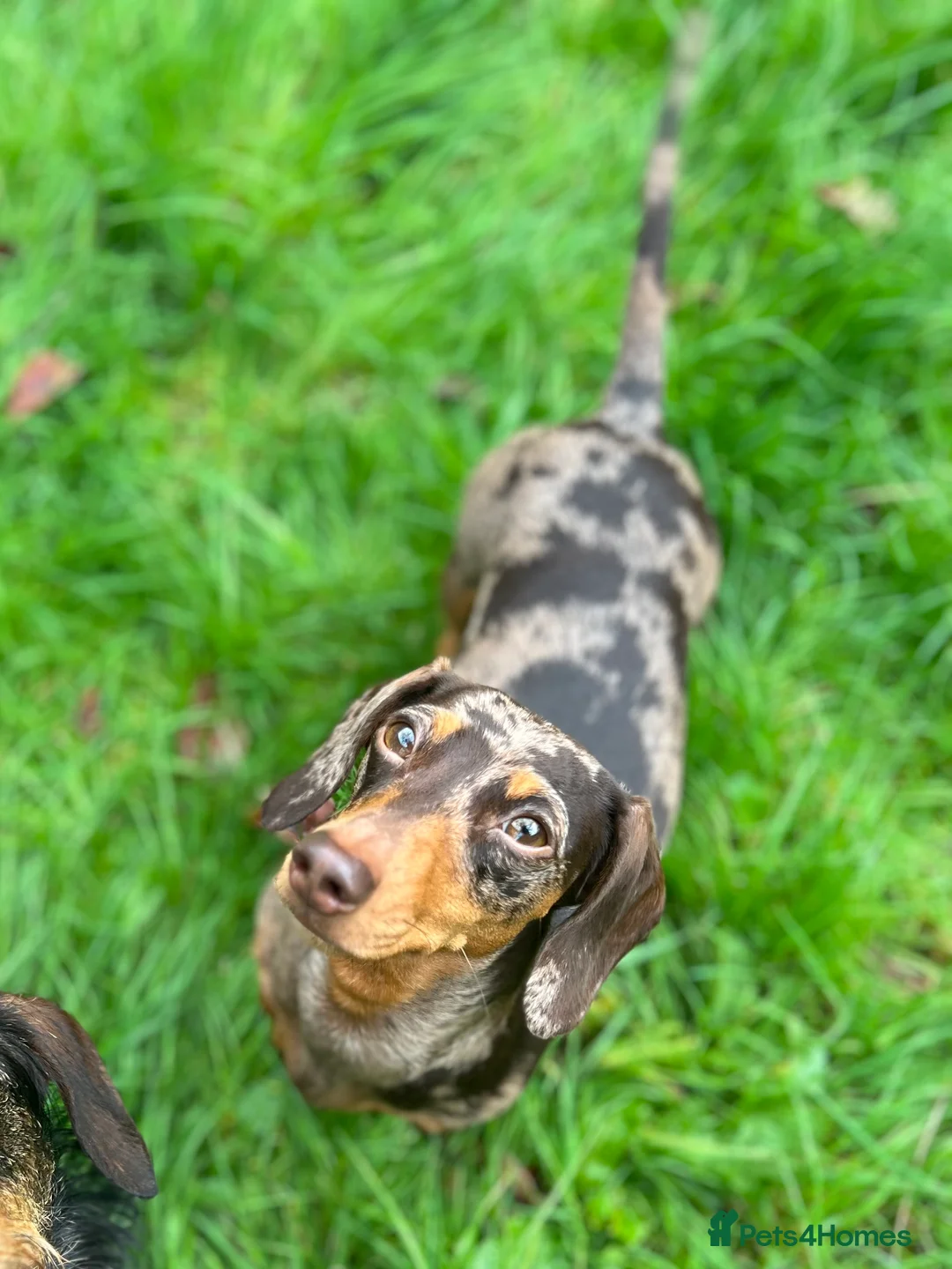 Miniature Dachshund dogs for sale: Hazel seeks new lap - Advert 2