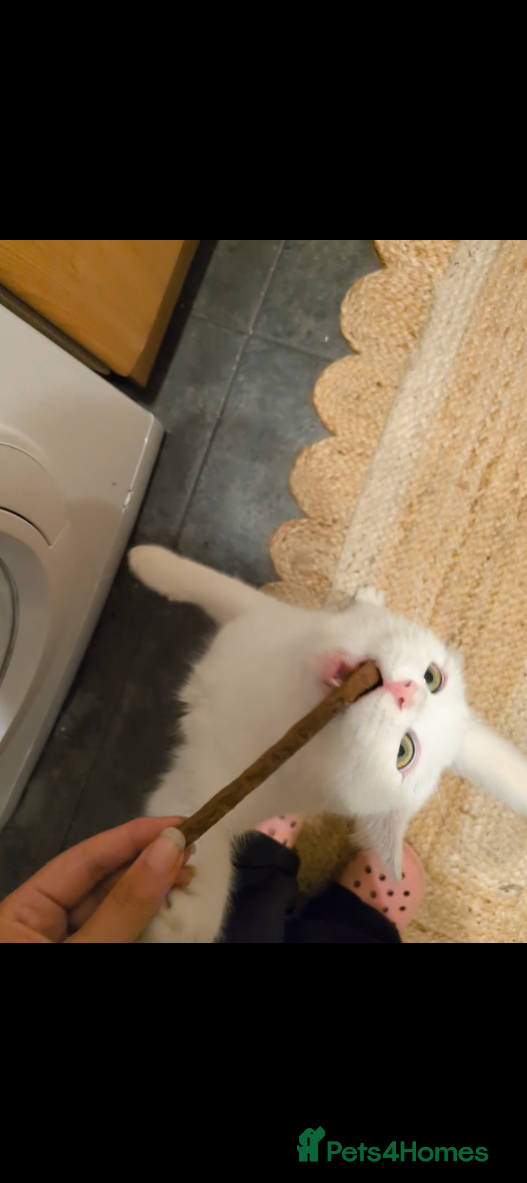 Domestic Shorthair cats for sale: Adorable young cat looking for forever home  - Image 3