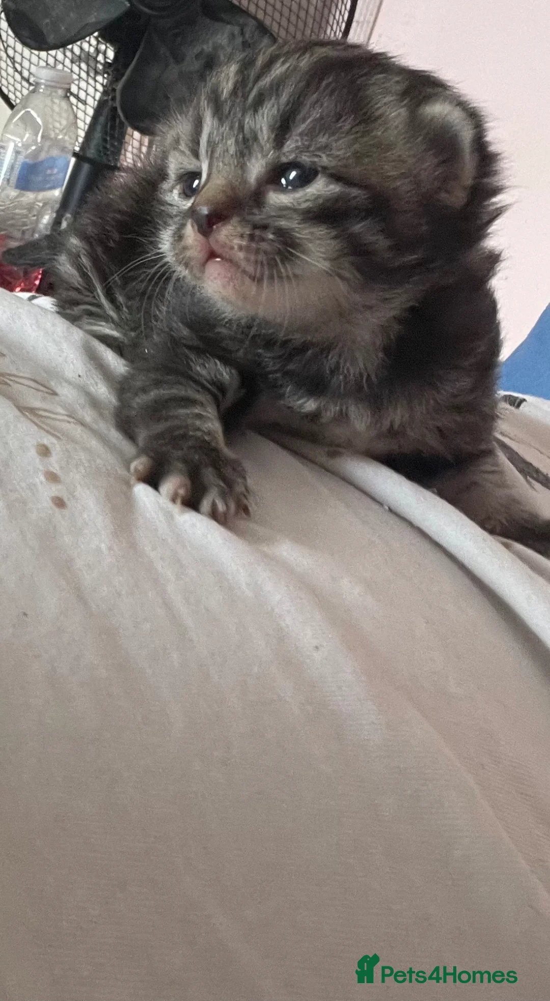 Mixed Breed cats for sale: Mixed colours available  - Advert 21