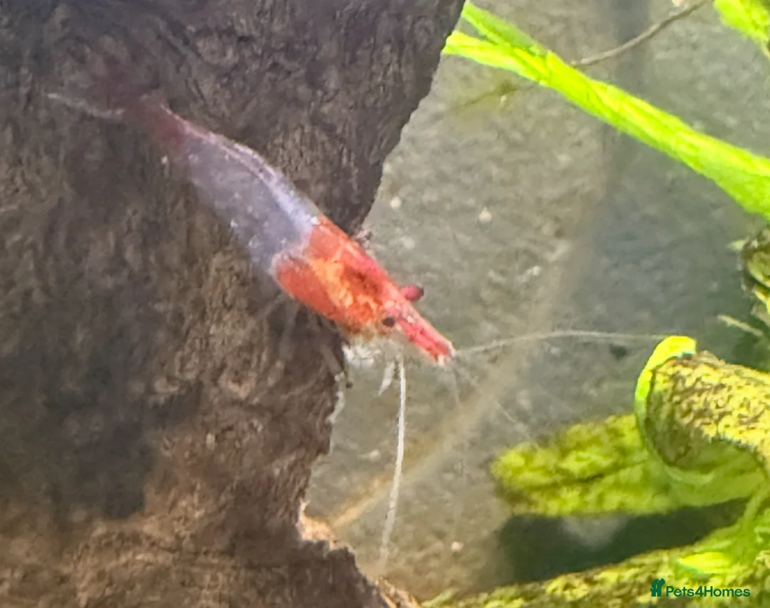 Shrimps fish for sale: Red Rilli Shrimp  in Manningtree - Advert 2