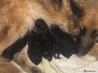 German Shepherd dogs German shepherd puppies Amber blood line - Advert 16