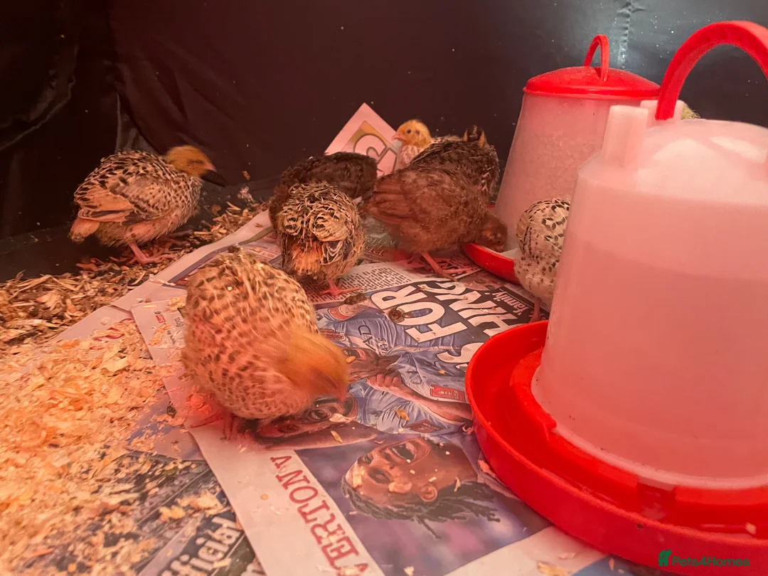 Quail poultry for sale: Japanese coturnix quails for sale!! - Advert 5