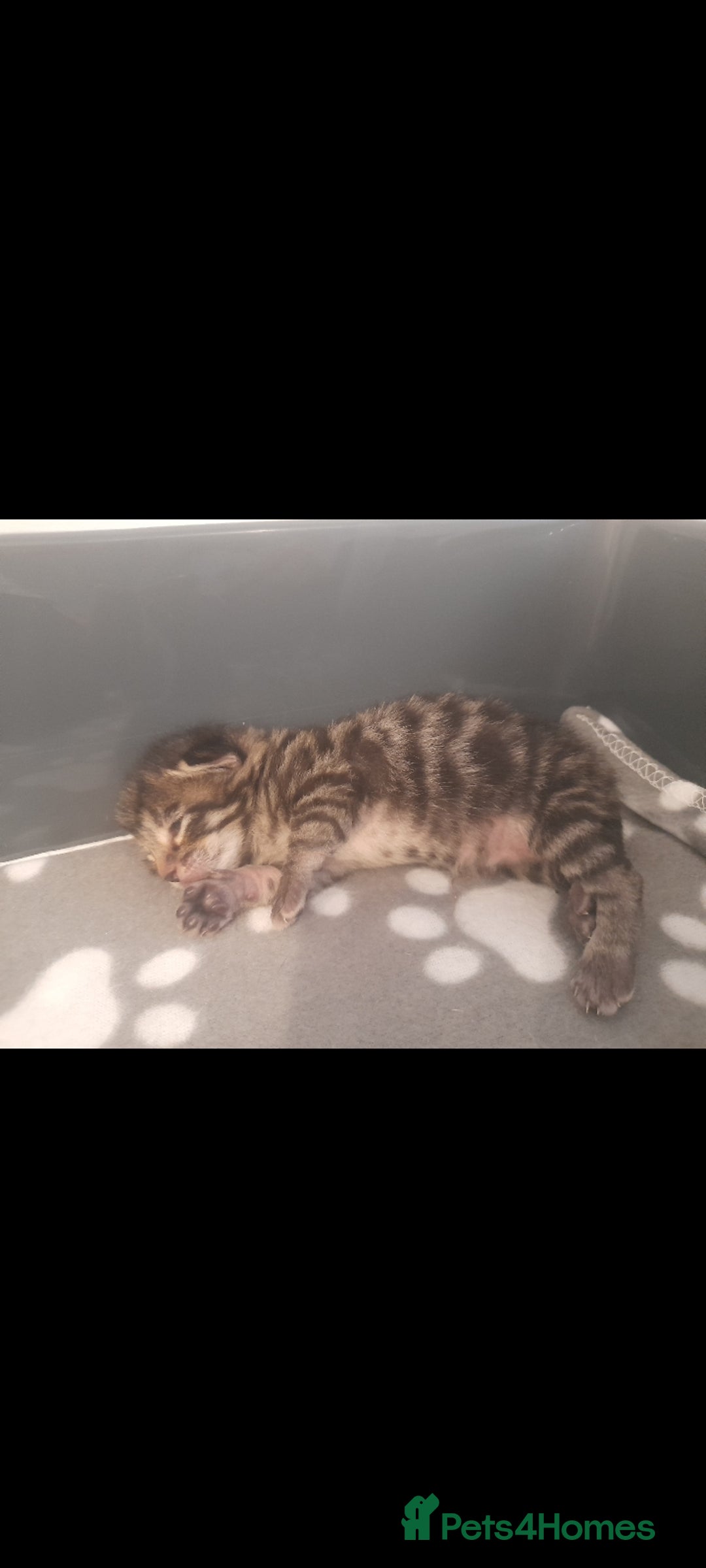 Mixed Breed cats for sale: 3 beautiful kittens left - Image 6