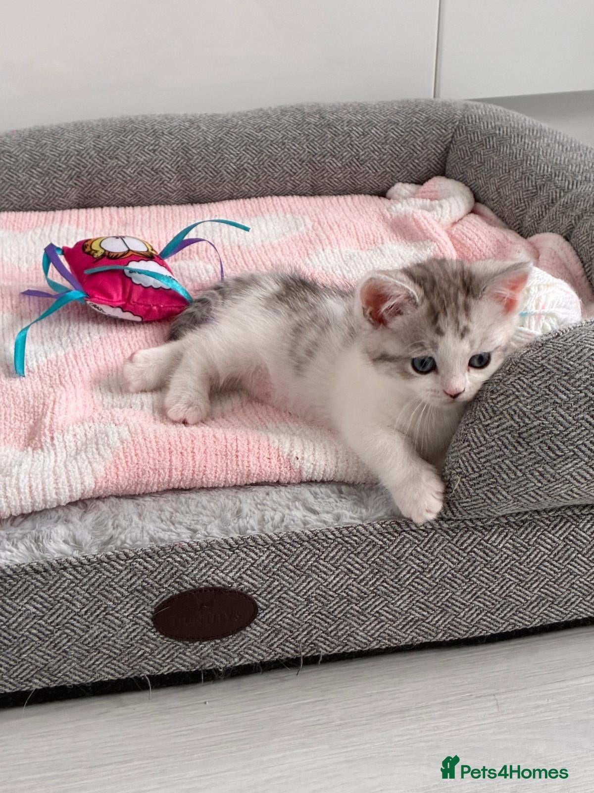 Munchkin cats for sale: 😻❤️ Marshmallow “Baby” ❤️🥰 - Advert 2