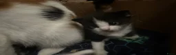 Mixed Breed cats for sale: 6 beautiful kittens   in Glasgow - Advert 7