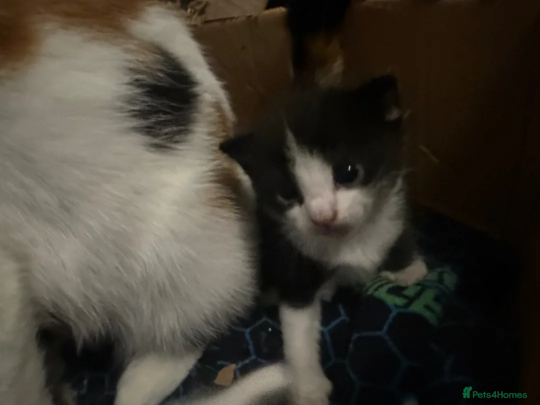 Mixed Breed cats for sale: 6 beautiful kittens   in Glasgow - Advert 7